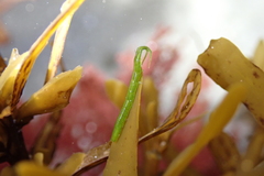 Pentidotea kirchanskii