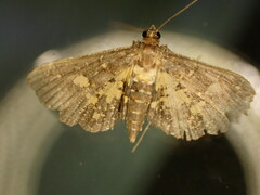 Eurrhyparodes bracteolalis