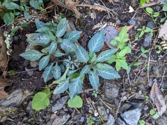 Lepidagathis formosensis