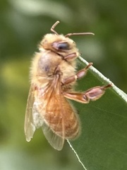 Apis mellifera