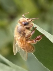 Apis mellifera