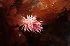 Okenia rosacea