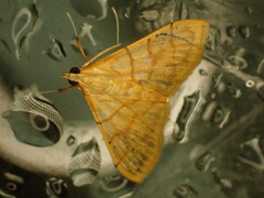 Pyraustinae
