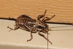 Cyphoderris monstrosa