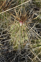 Echinocereus stramineus