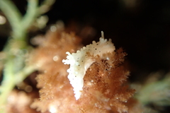 Aegires albopunctatus