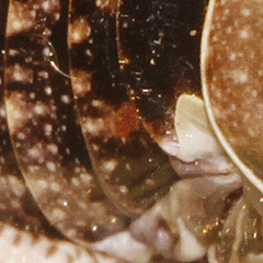 Cyphoderris monstrosa