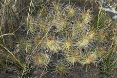 Echinocereus stramineus