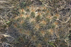 Echinocereus stramineus