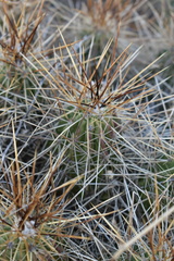 Echinocereus stramineus