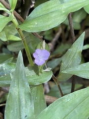 Tradescantia poelliae