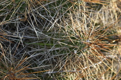 Echinocereus stramineus