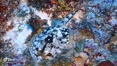 Urobatis jamaicensis