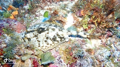 Urobatis jamaicensis