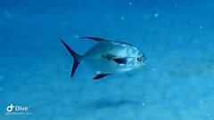 Trachinotus falcatus