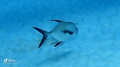 Trachinotus falcatus