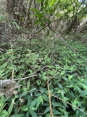 Tradescantia poelliae