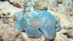 Octopus briareus