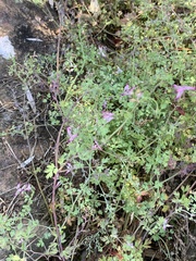 Fumaria bastardii