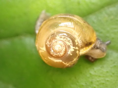 Helicarionoidea