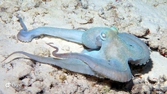 Octopus briareus