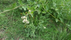 Verbesina microptera