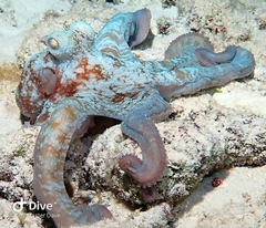 Octopus briareus