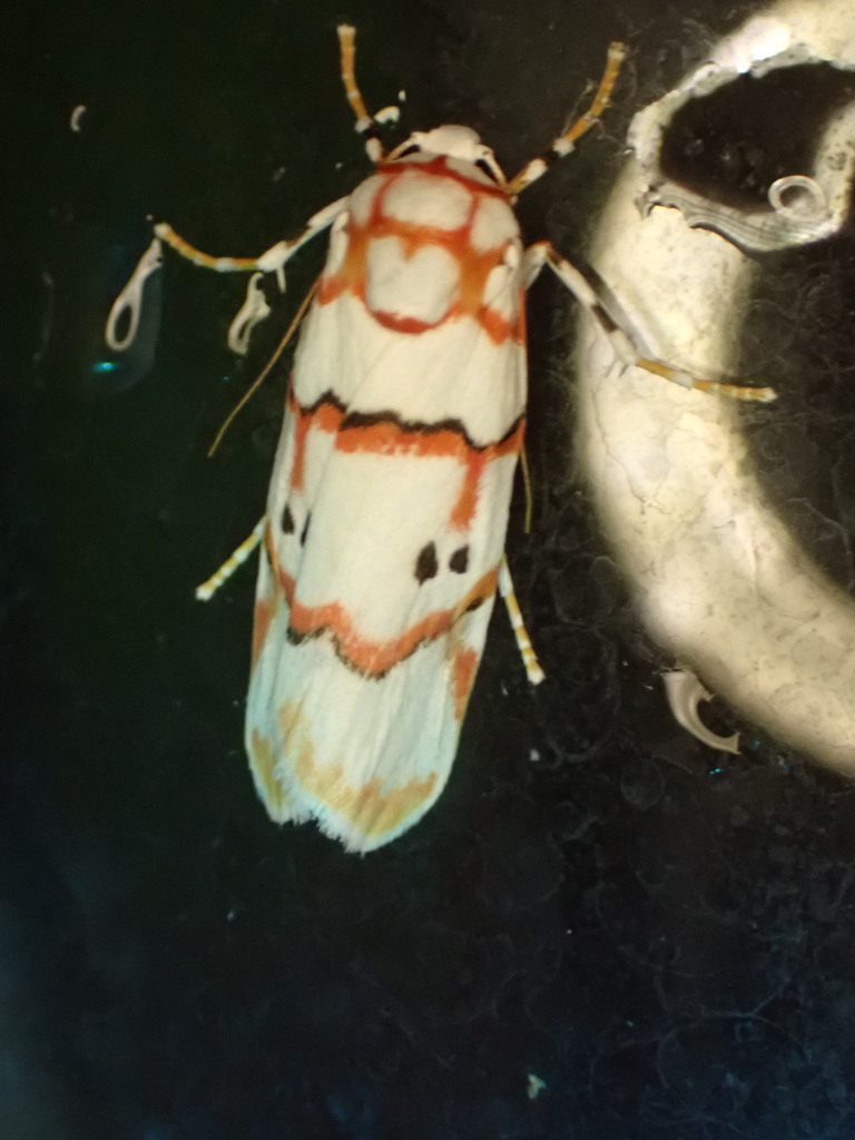 Cyana javanica (Cyana javanica)