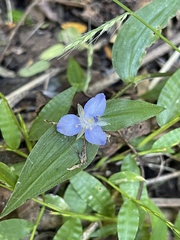 Elasis guatemalensis