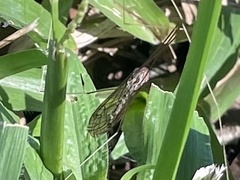 Brachypremna dispellens