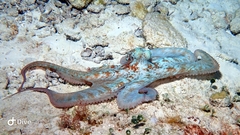 Octopus briareus