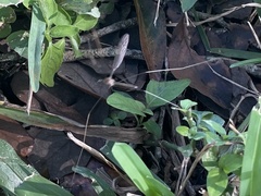 Brachypremna dispellens