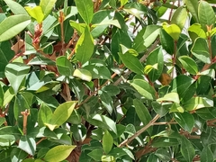 Camellia sinensis