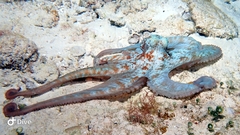 Octopus briareus