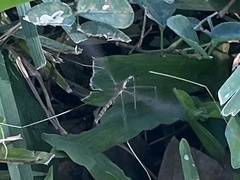 Brachypremna dispellens