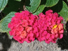 Lantana montevidensis