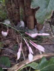 Jasminum officinale