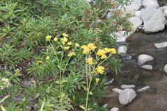 Kalanchoe densiflora