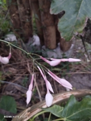 Jasminum officinale