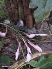 Jasminum officinale