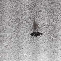 Spilomelinae