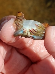 Callinectes marginatus