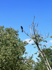 Dicrurus macrocercus harterti