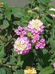 Lantana rugosa