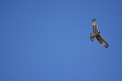 Aquila spilogaster