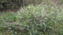 Prosopis glandulosa