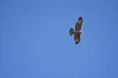 Aquila spilogaster