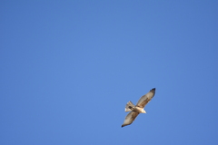 Aquila spilogaster
