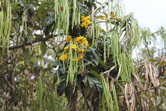 Magnoliopsida
