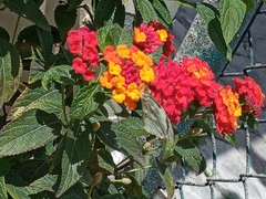Lantana horrida